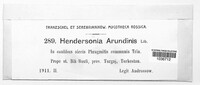 Hendersonia arundinis image